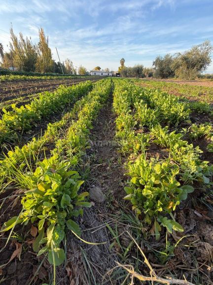 Finca en Venta en Guaymallen, Mendoza