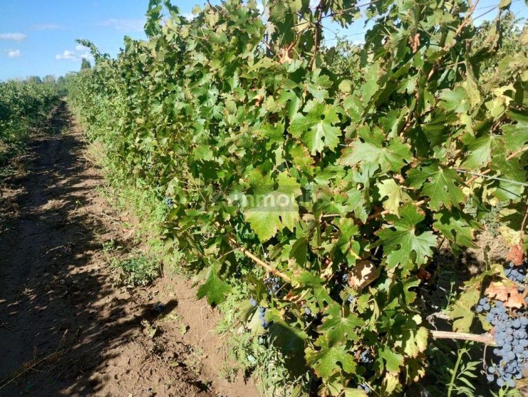 Finca en Venta en Lujan de Cuyo, Mendoza
