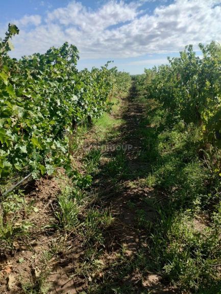 Finca en Venta en Lujan de Cuyo, Mendoza