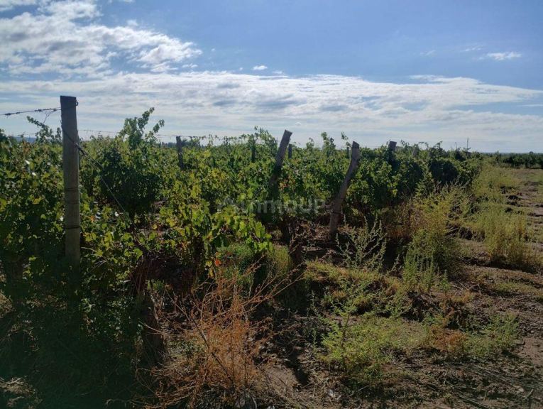 Finca en Venta en Lujan de Cuyo, Mendoza
