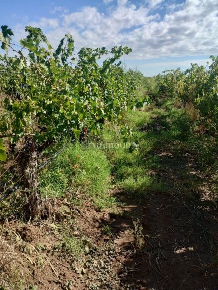 Finca en Venta en Lujan de Cuyo, Mendoza
