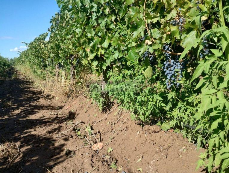 Finca en Venta en Lujan de Cuyo, Mendoza