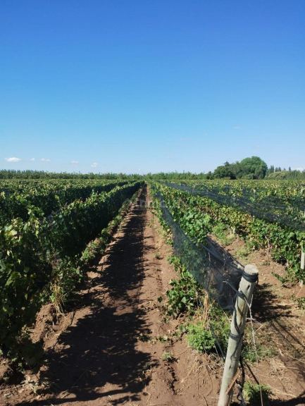 Finca en Venta en Lujan de Cuyo, Mendoza