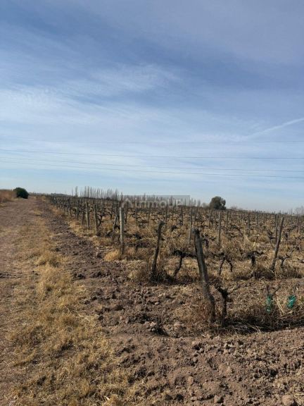 Finca en Venta en Las Heras, Mendoza