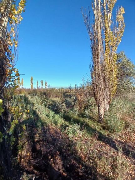 Finca en Venta en General alvear, Mendoza