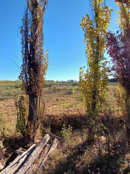 Finca en Venta en General alvear, Mendoza