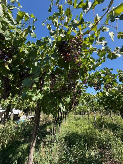 Finca en Venta en San Rafael, Mendoza