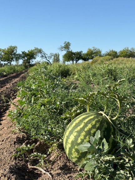 Finca en Venta en General alvear, Mendoza