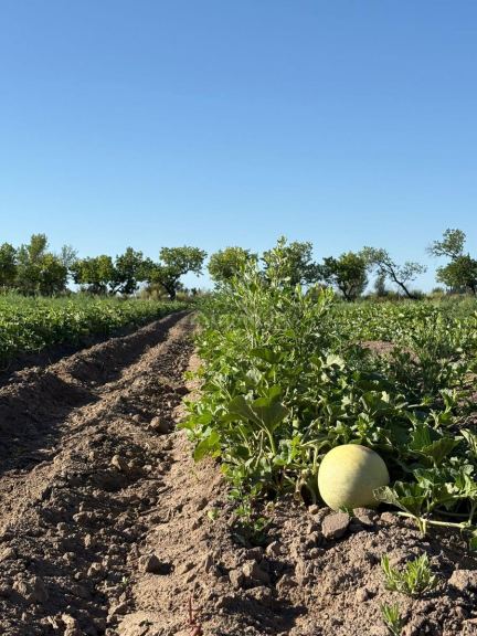 Finca en Venta en General alvear, Mendoza