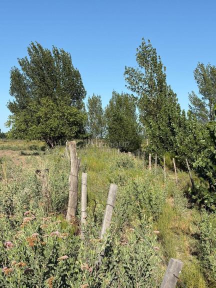 Finca en Venta en General alvear, Mendoza
