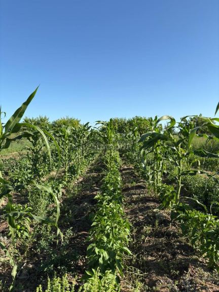 Finca en Venta en General alvear, Mendoza