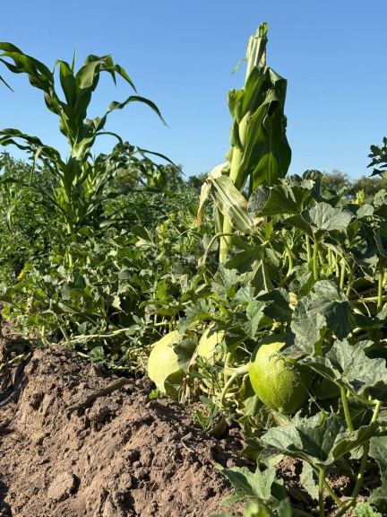 Finca en Venta en General alvear, Mendoza