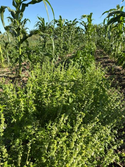 Finca en Venta en General alvear, Mendoza