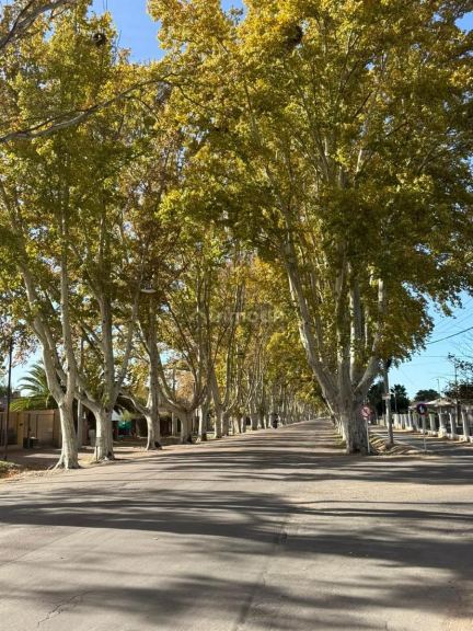 Terreno en Venta en General alvear, Mendoza
