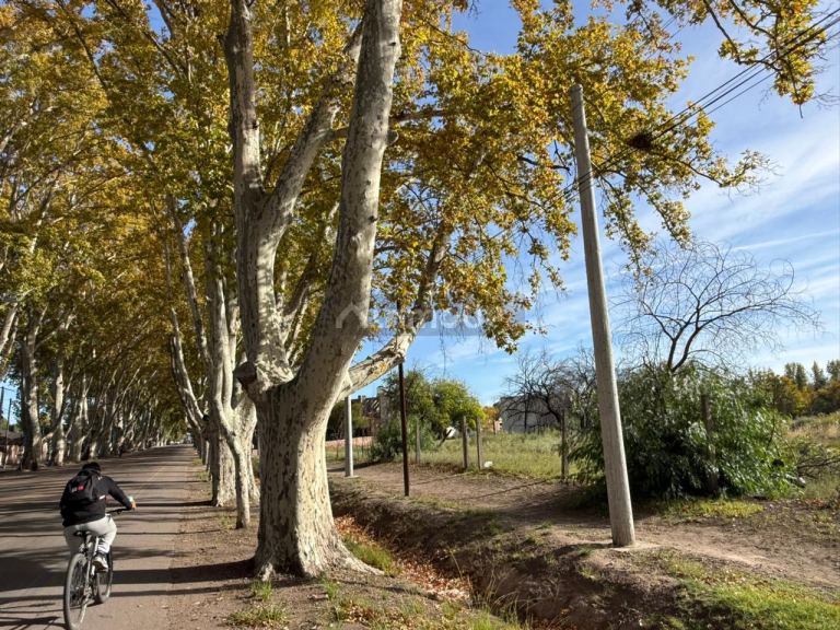 Terreno en Venta en General alvear, Mendoza