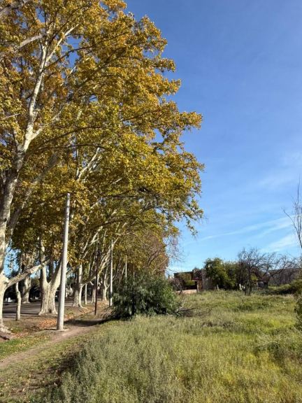 Terreno en Venta en General alvear, Mendoza