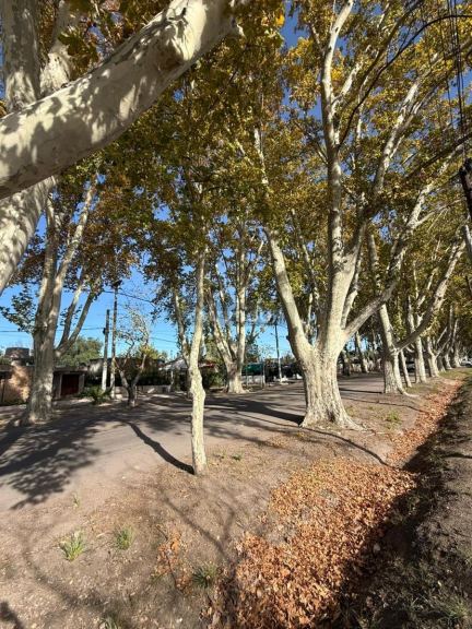 Terreno en Venta en General alvear, Mendoza