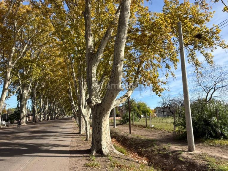 Terreno en Venta en General alvear, Mendoza