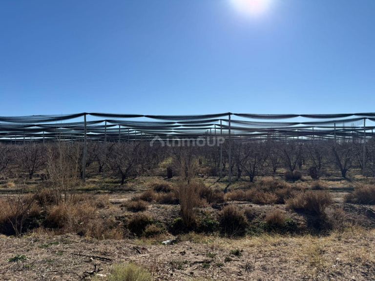Finca en Venta en San Rafael, Mendoza