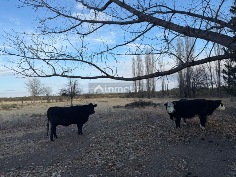 Finca en Venta en San Rafael, Mendoza