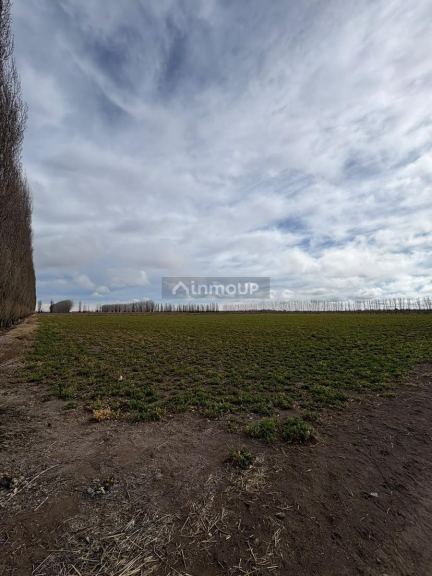 Finca en Venta en General alvear, Mendoza