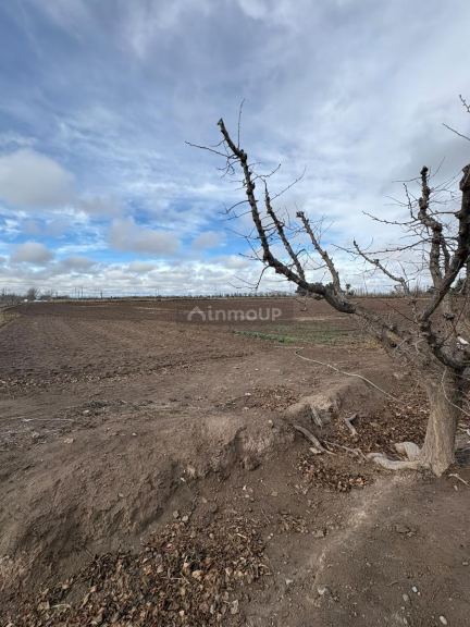 Finca en Venta en General alvear, Mendoza