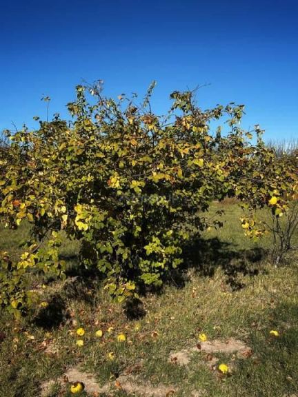 Finca en Venta en General alvear, Mendoza