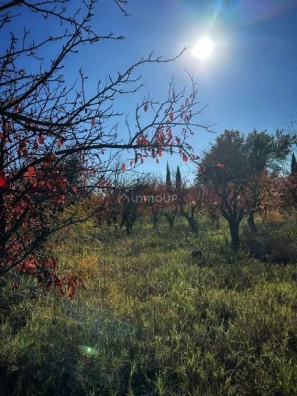 Finca en Venta en General alvear, Mendoza