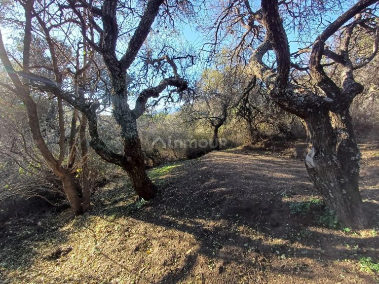Local Comercial en Alquiler en Chacabuco, San Luis