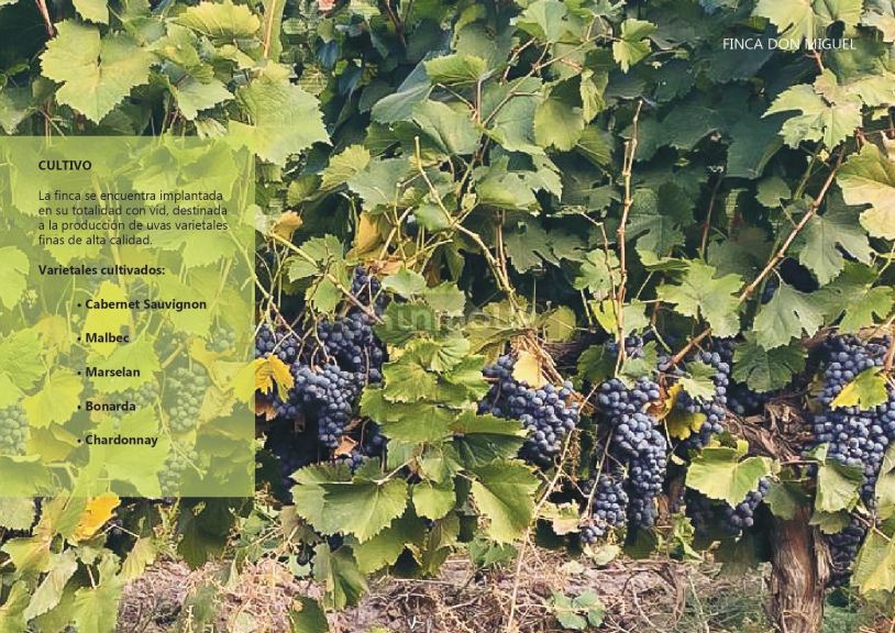 Finca en Venta en Lujan de Cuyo, Mendoza