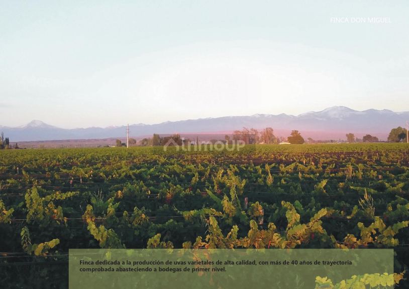 Finca en Venta en Lujan de Cuyo, Mendoza
