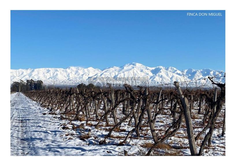 Finca en Venta en Lujan de Cuyo, Mendoza