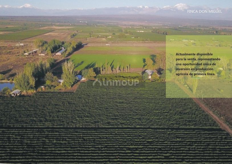 Finca en Venta en Lujan de Cuyo, Mendoza