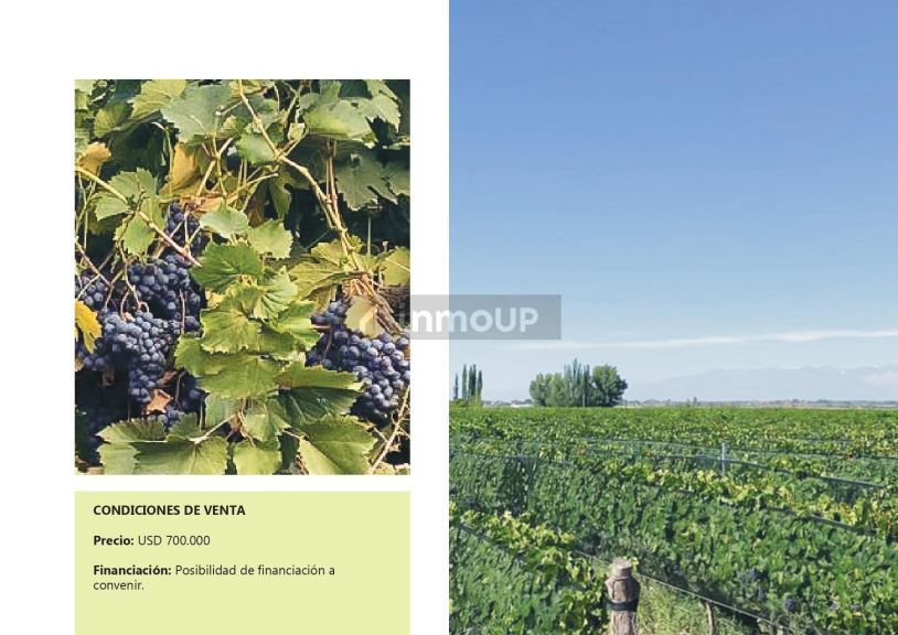 Finca en Venta en Lujan de Cuyo, Mendoza