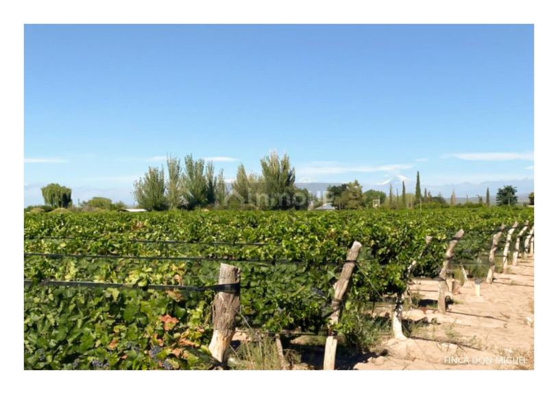 Finca en Venta en Lujan de Cuyo, Mendoza