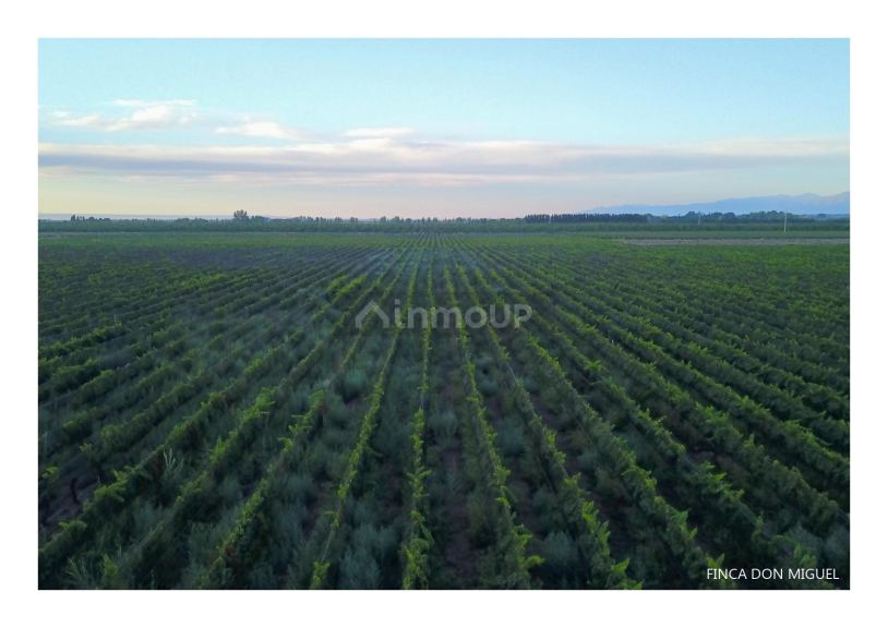 Finca en Venta en Lujan de Cuyo, Mendoza