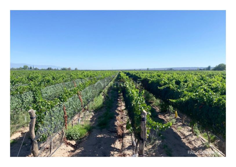Finca en Venta en Lujan de Cuyo, Mendoza