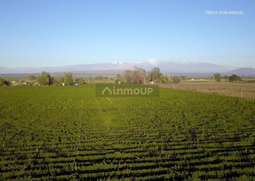 Finca en Venta en Lujan de Cuyo, Mendoza