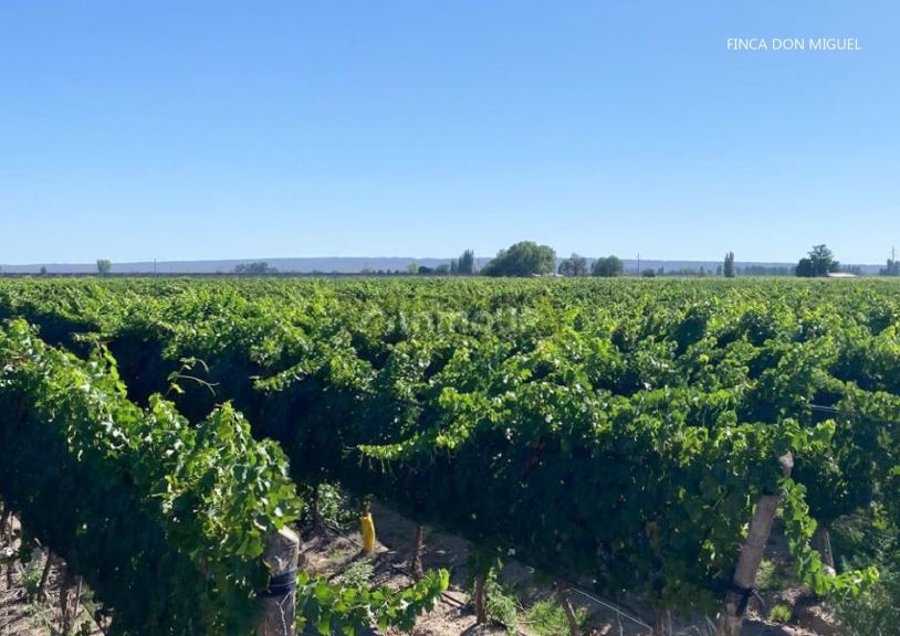 Finca en Venta en Lujan de Cuyo, Mendoza