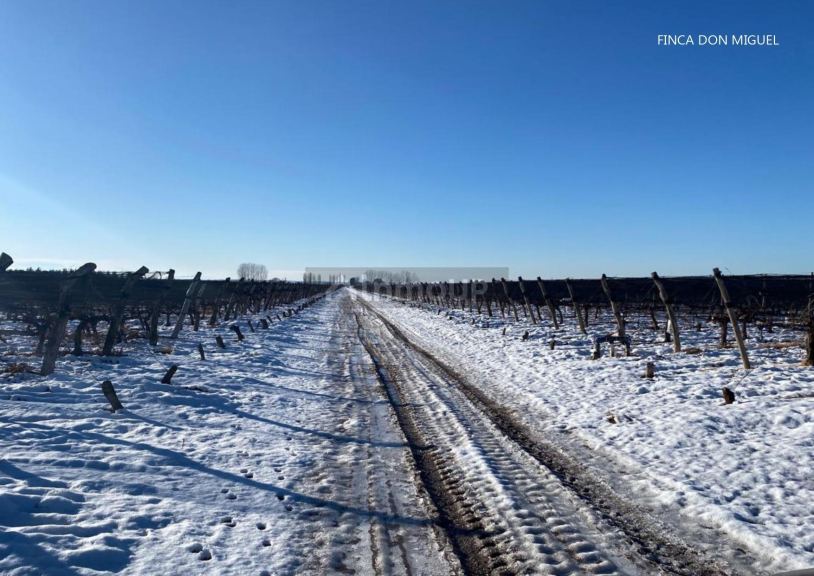 Finca en Venta en Lujan de Cuyo, Mendoza