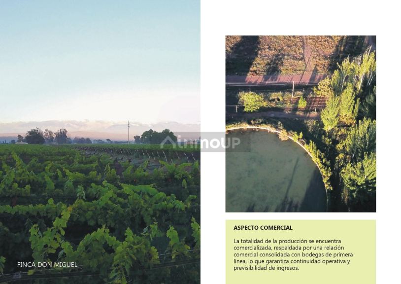 Finca en Venta en Lujan de Cuyo, Mendoza