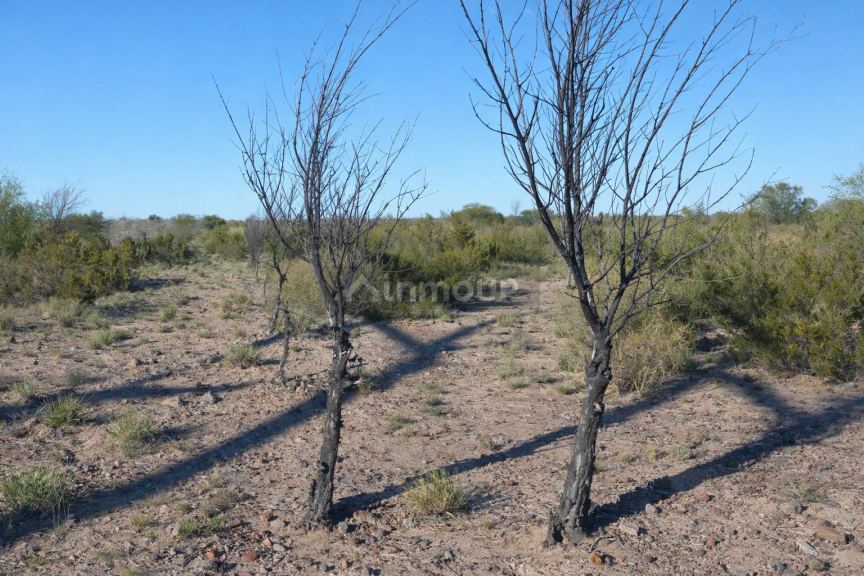 Finca en Venta en Rivadavia, Mendoza