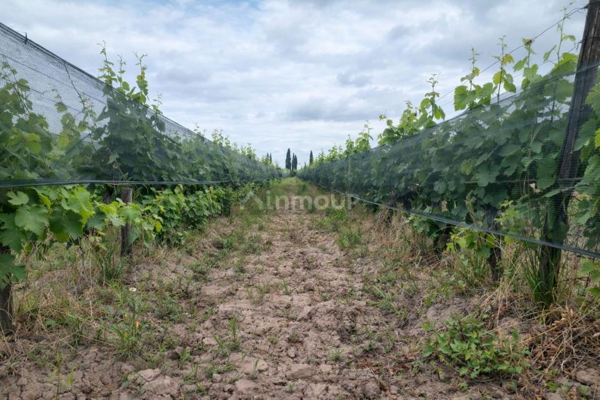 Finca en Venta en Lujan de Cuyo, Mendoza