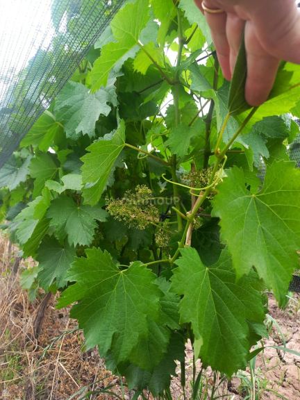 Finca en Venta en Lujan de Cuyo, Mendoza