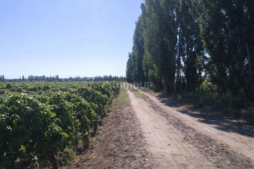 Finca en Venta en Lujan de Cuyo, Mendoza