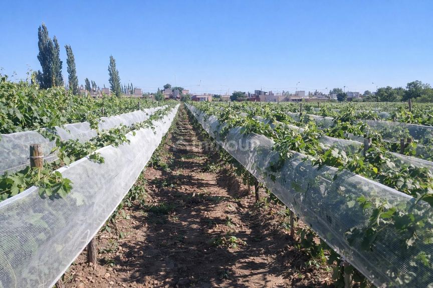 Finca en Venta en Lujan de Cuyo, Mendoza