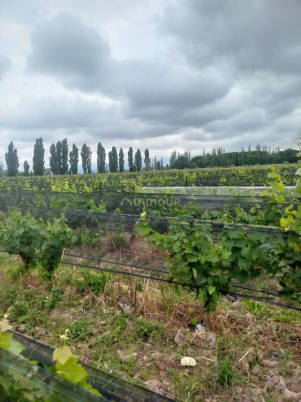 Finca en Venta en Lujan de Cuyo, Mendoza