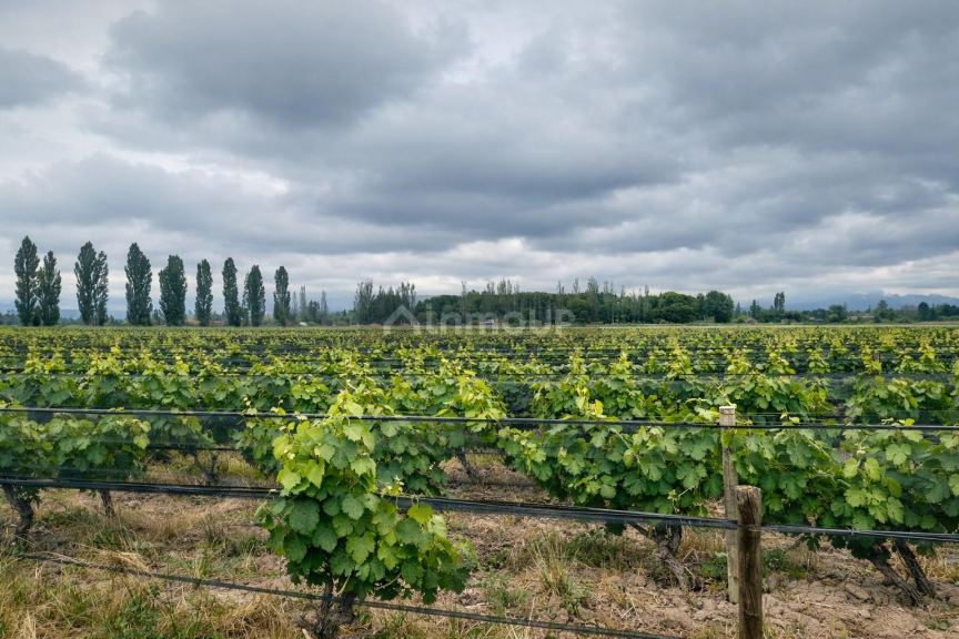 Finca en Venta en Lujan de Cuyo, Mendoza