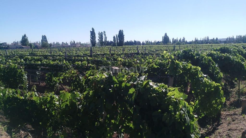 Finca en Venta en Lujan de Cuyo, Mendoza