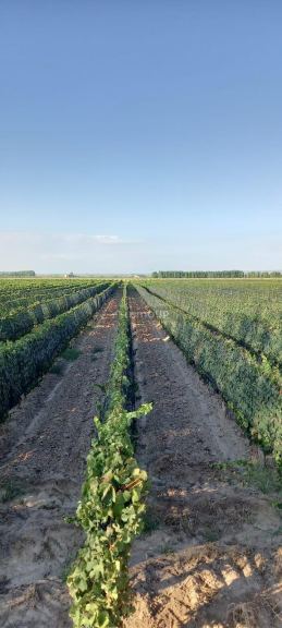 Finca en Venta en Lujan de Cuyo, Mendoza